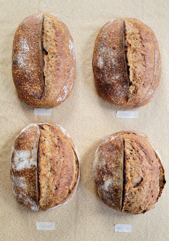 Best Whole Wheat Bread Machine Recipe - Generation Acres Farm Shop